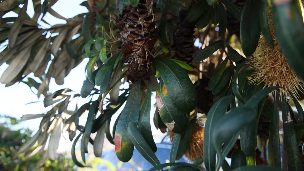 墨尔本的Banksia integrfolia Cone视频素材