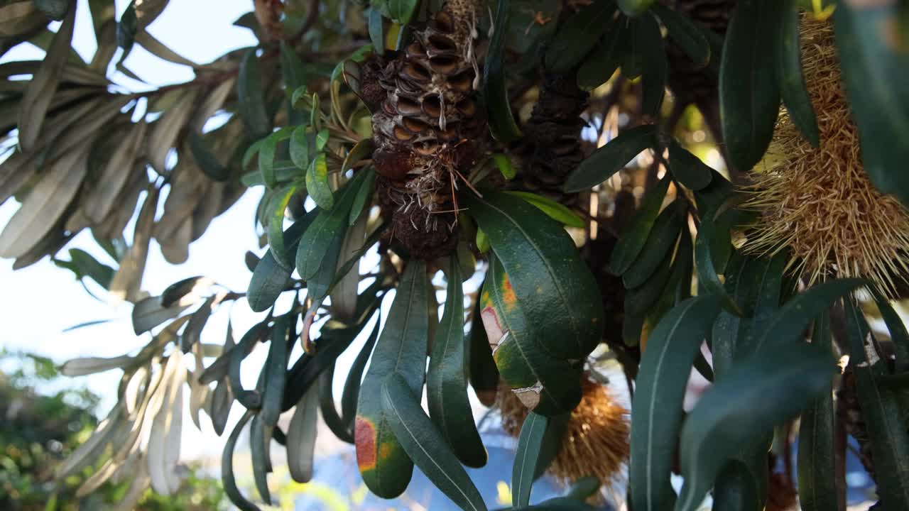 墨尔本的Banksia integrfolia Cone视频素材