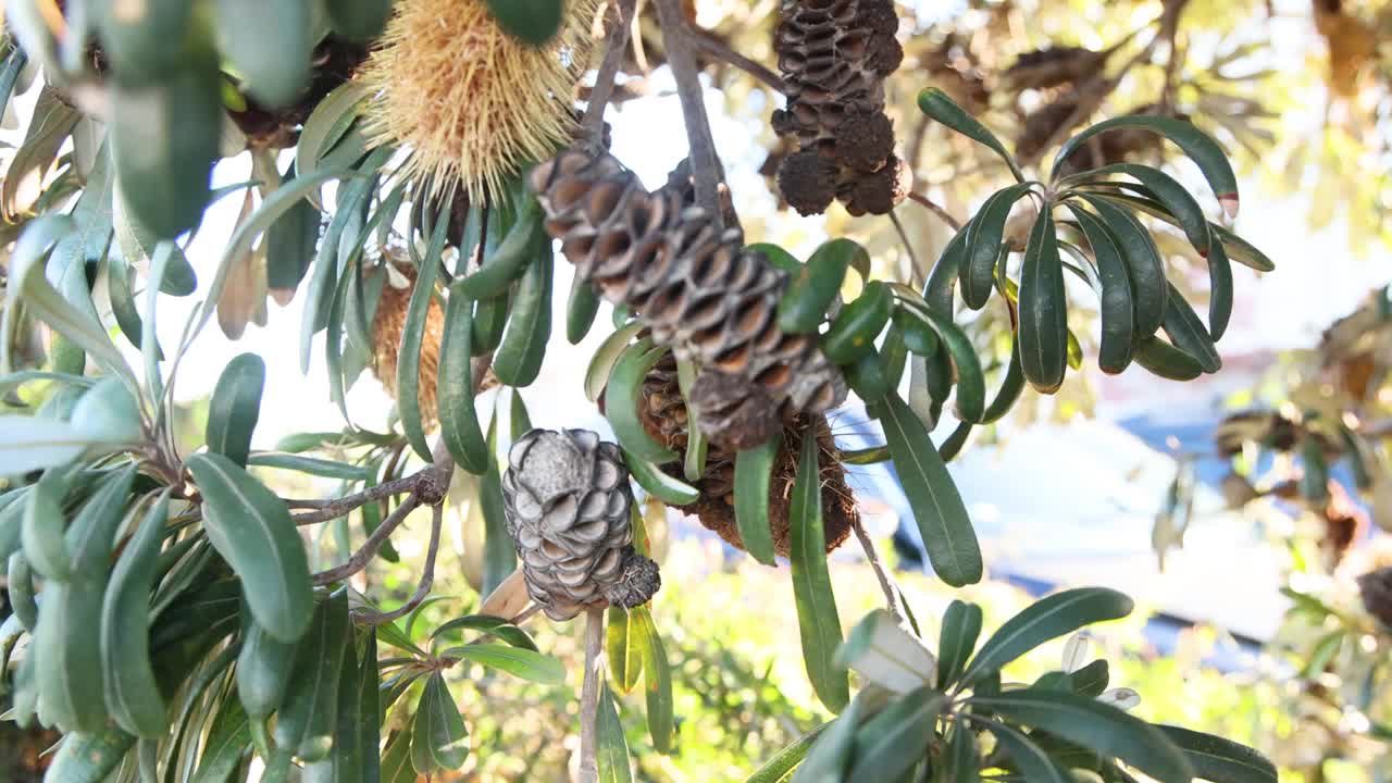 墨尔本的Banksia integrfolia Cone视频素材