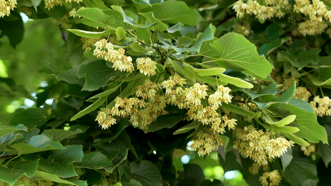 一棵盛开的公园夏日树的树枝，开着芬芳的花朵。新鲜的菩提花闭合。开花的桔梗视频素材