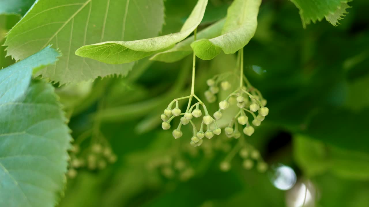 天然药用丰富的菩提树的花蕾，在夏天繁茂的绿叶中摇曳，在白天的微风中接近视频素材