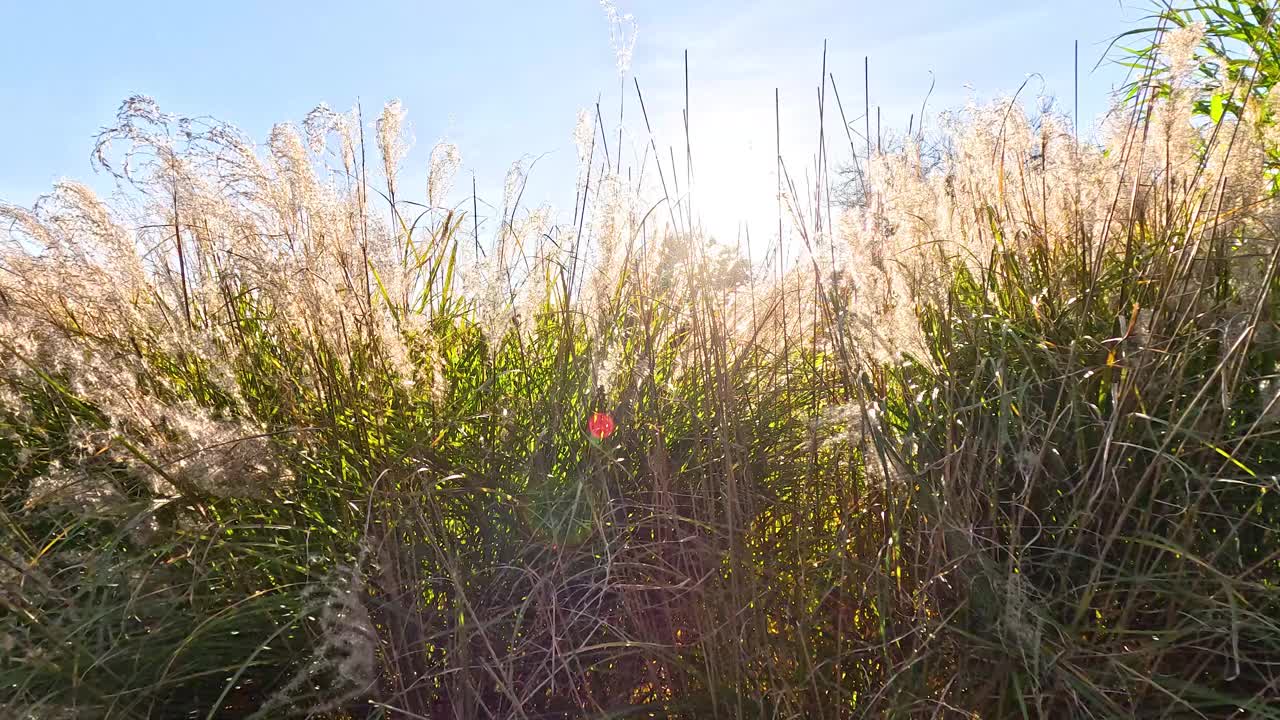 潘帕斯草原在阳光下摇曳视频素材