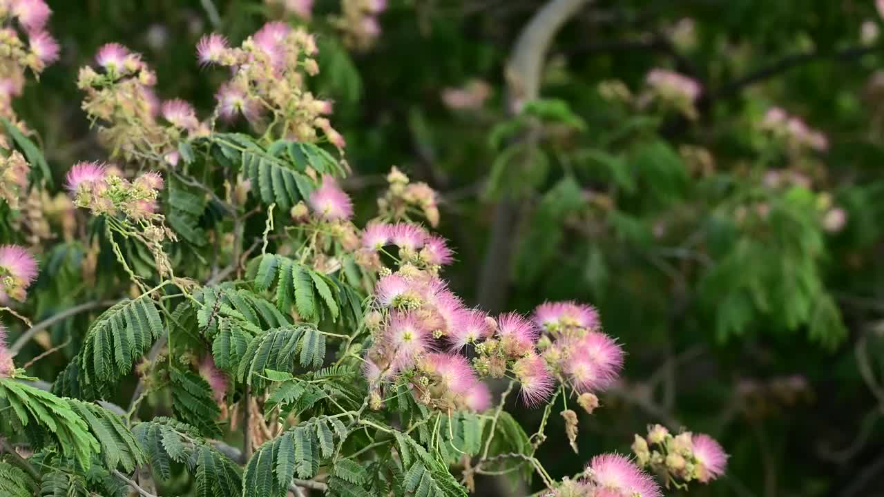 盛开的含羞草树与粉红色的花视频素材