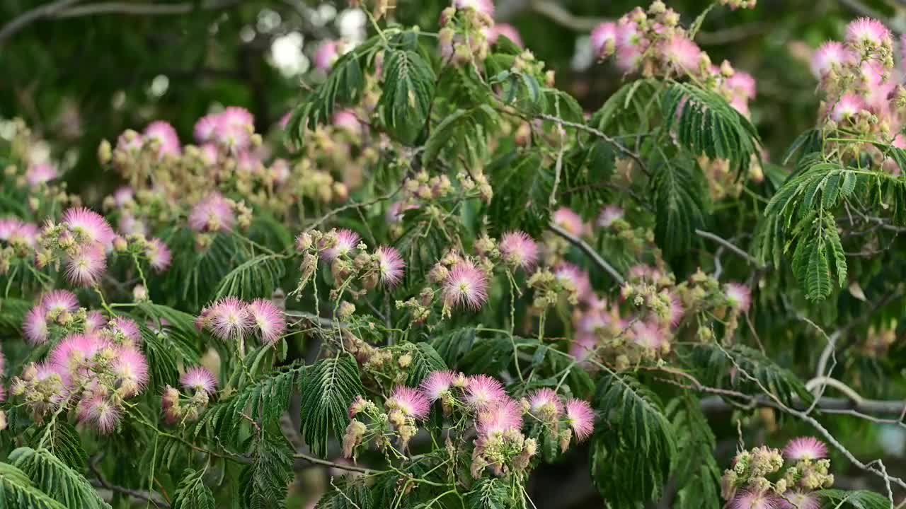 盛开的含羞草树与粉红色的花视频素材