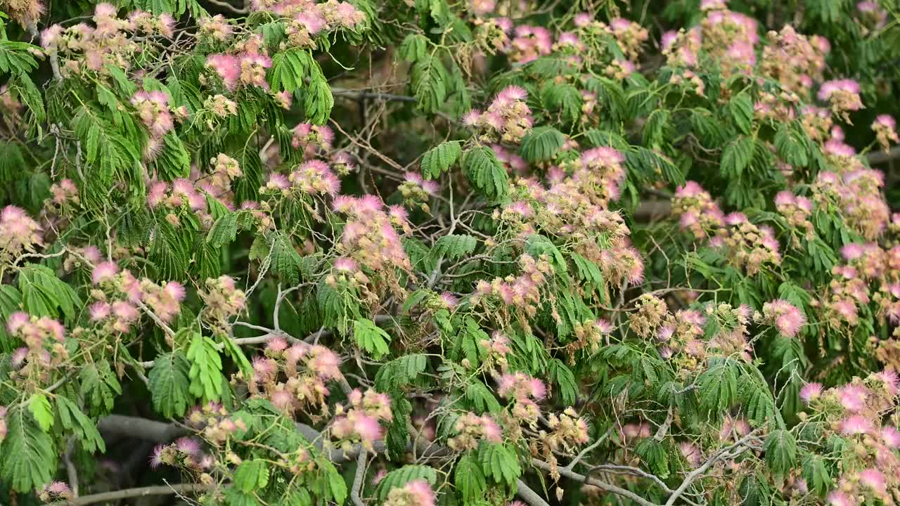 盛开的含羞草树与粉红色的花视频素材