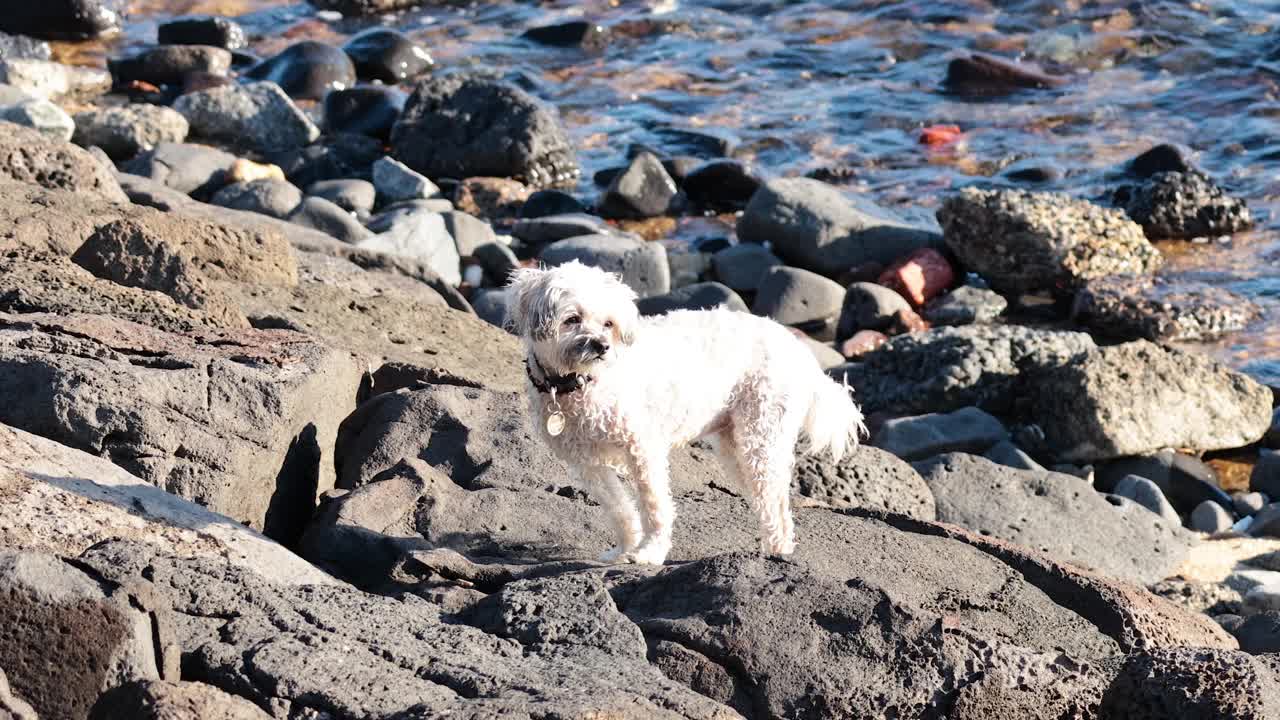 狗探索岩石海滩海岸线视频素材