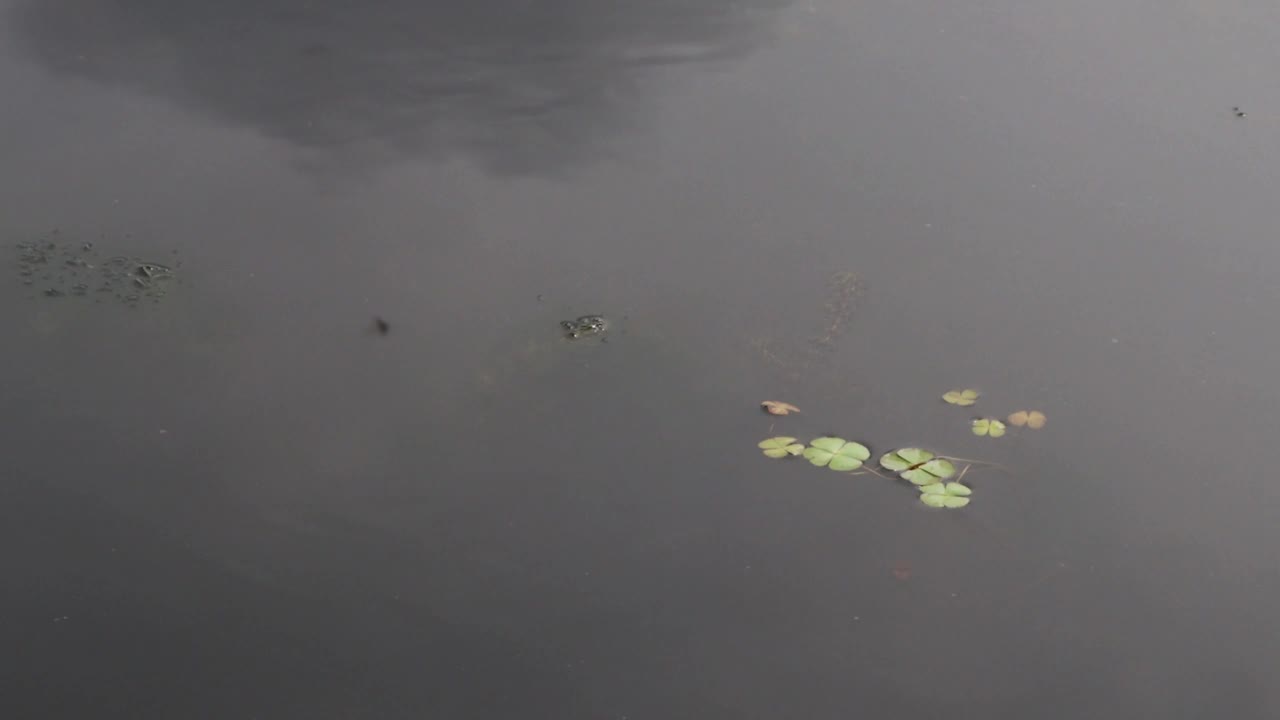 一只蜻蜓倒映在多云的池塘上视频素材