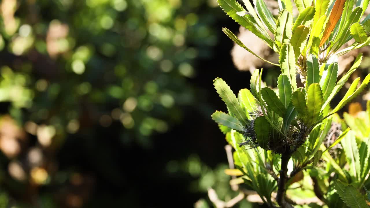 Banksia Serrata在墨尔本阳光视频素材