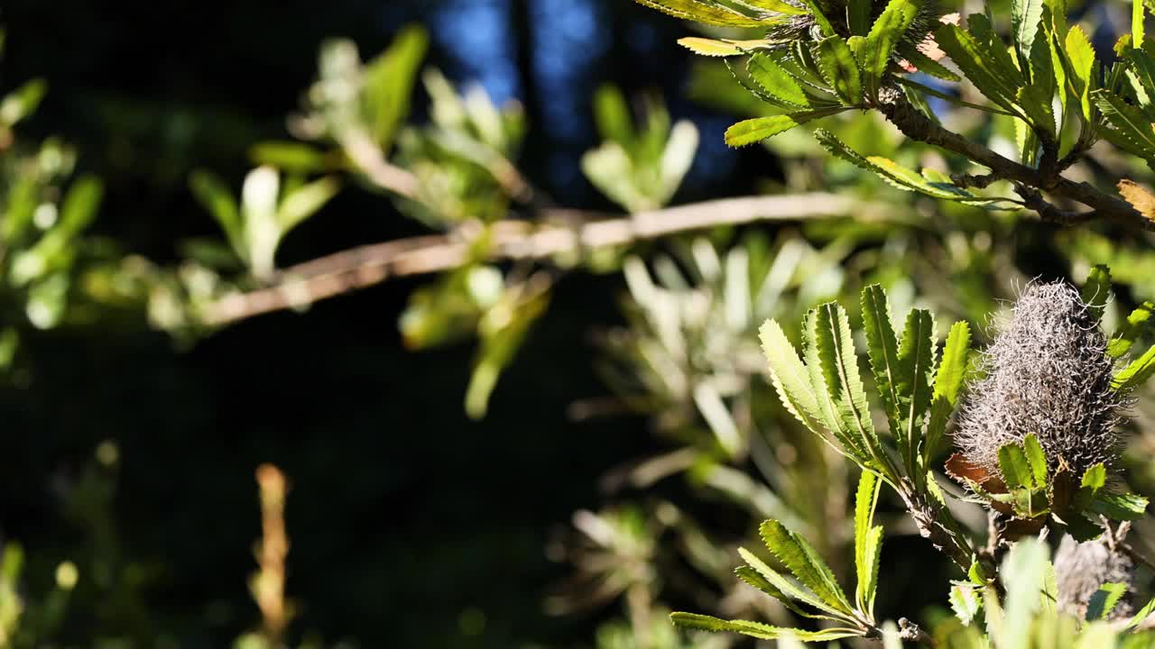 Banksia Serrata在墨尔本报道视频素材