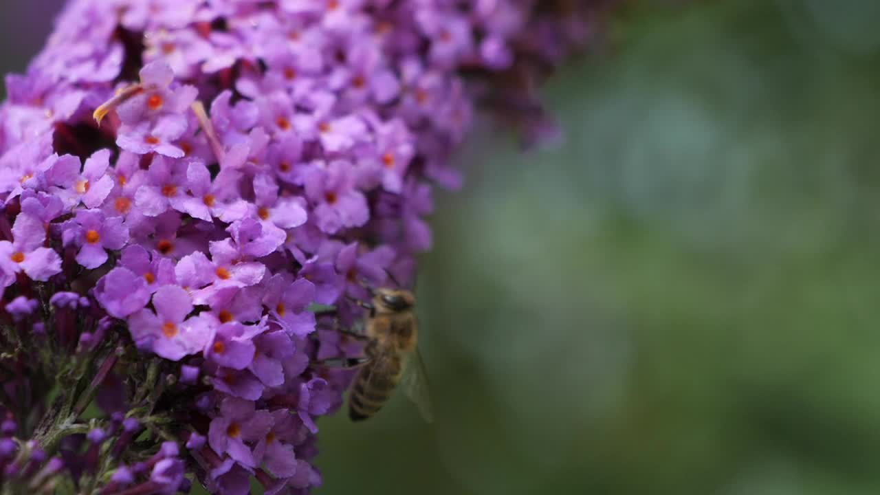 蜜蜂从粉红色的花中采集花蜜视频素材