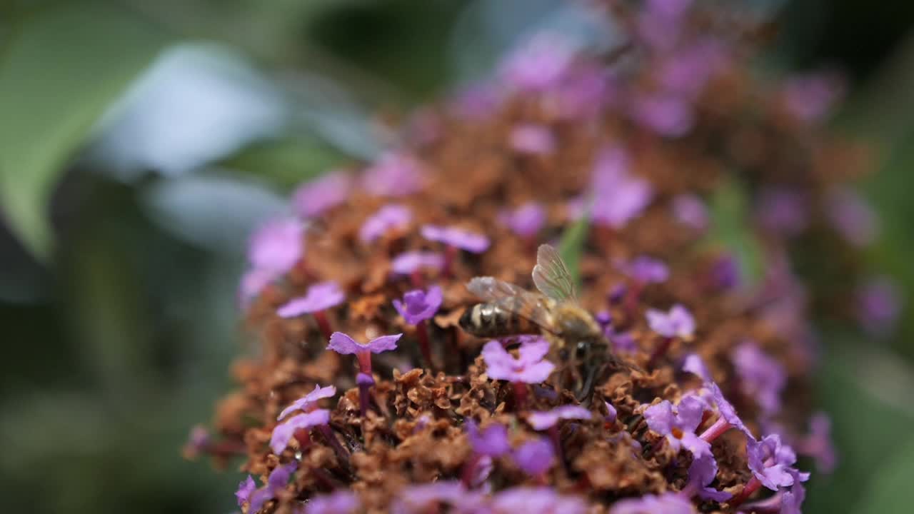 蜜蜂从花中采集花蜜，然后跳跃着飞走，慢动作视频视频素材