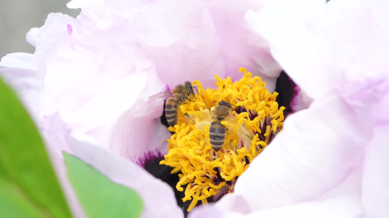 蜜蜂，大自然的工蜂，小心翼翼地从白花中提取花蜜视频素材