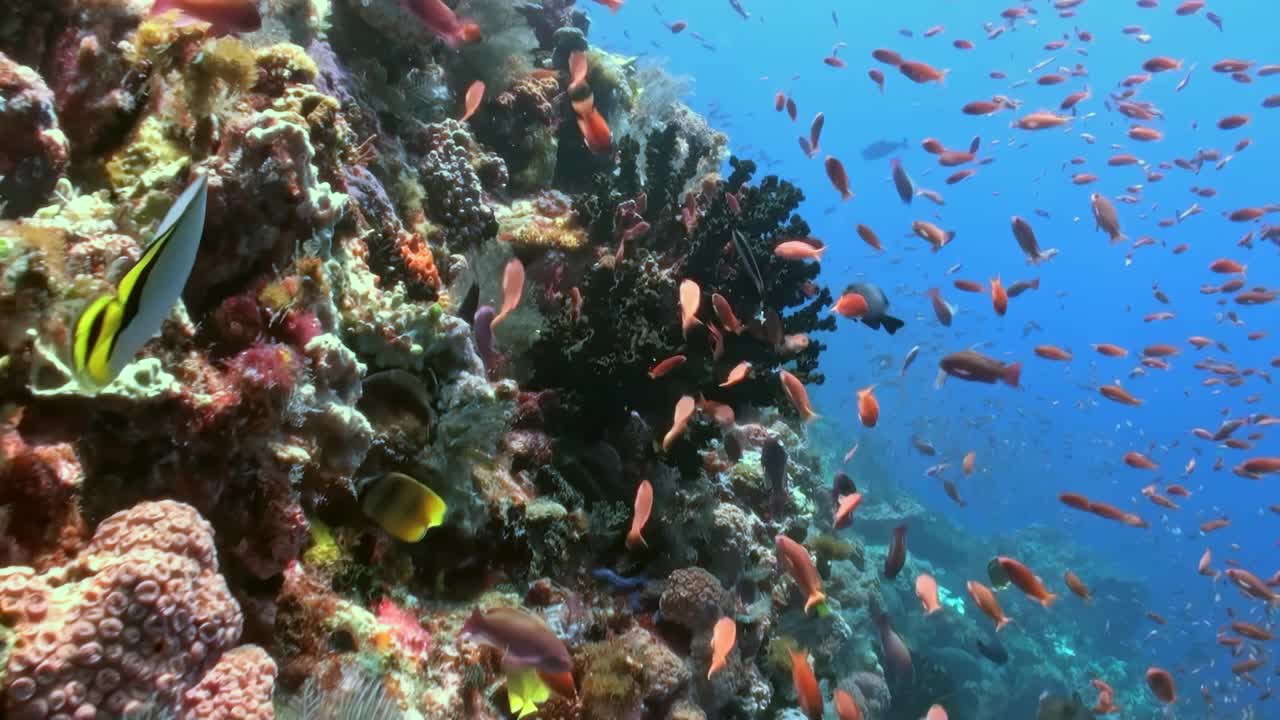 生机勃勃的珊瑚礁生态系统色彩丰富，生物多样性丰富，充满了各种海洋生物。它是各种海洋物种、珊瑚和热带鱼的家园，构成了海洋生态系统的重要组成部分视频素材