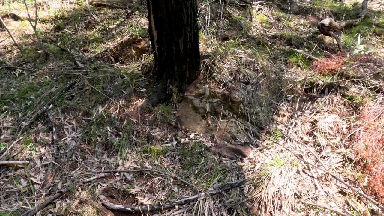 库纳巴拉兰的森林景观视频素材