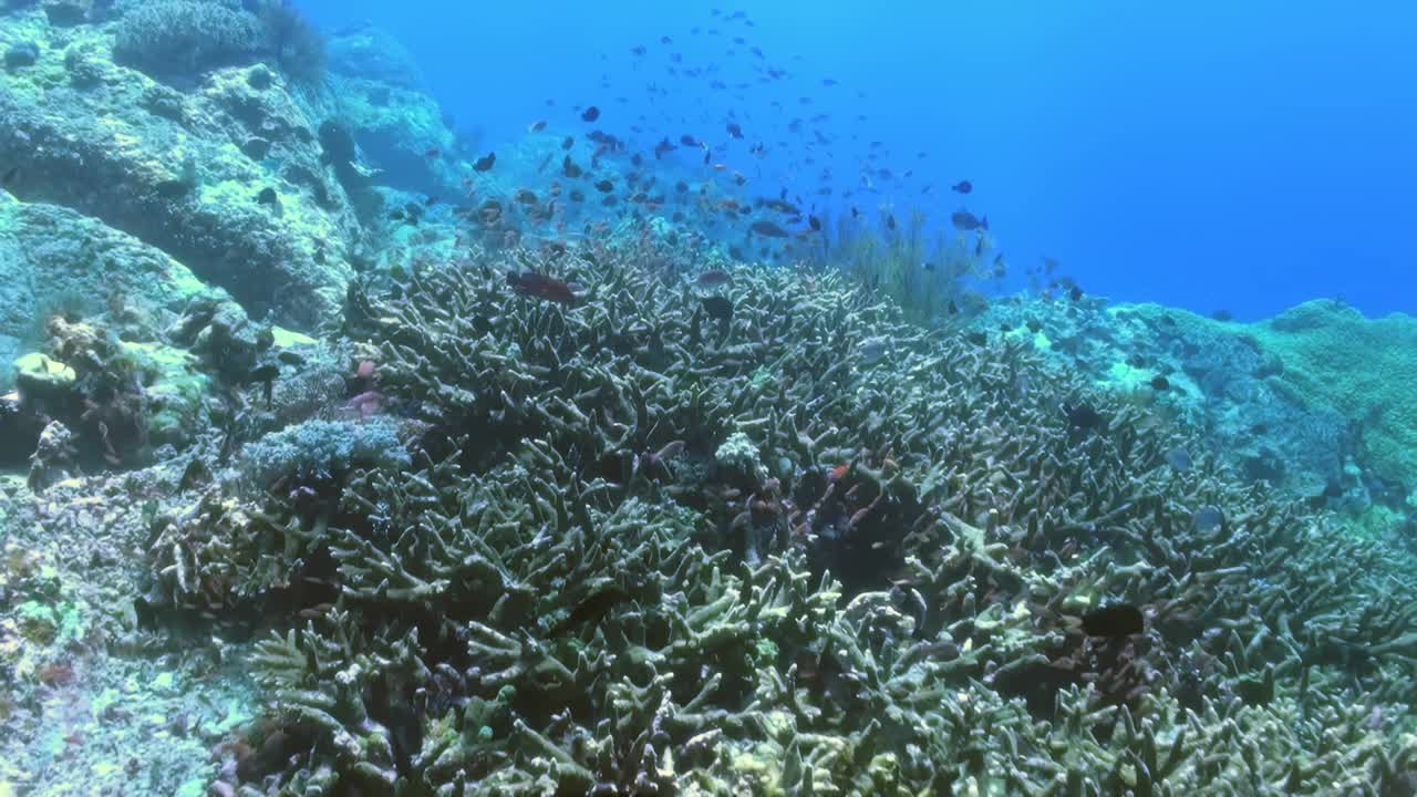 珊瑚礁里到处都是鱼和其他海洋生物视频素材