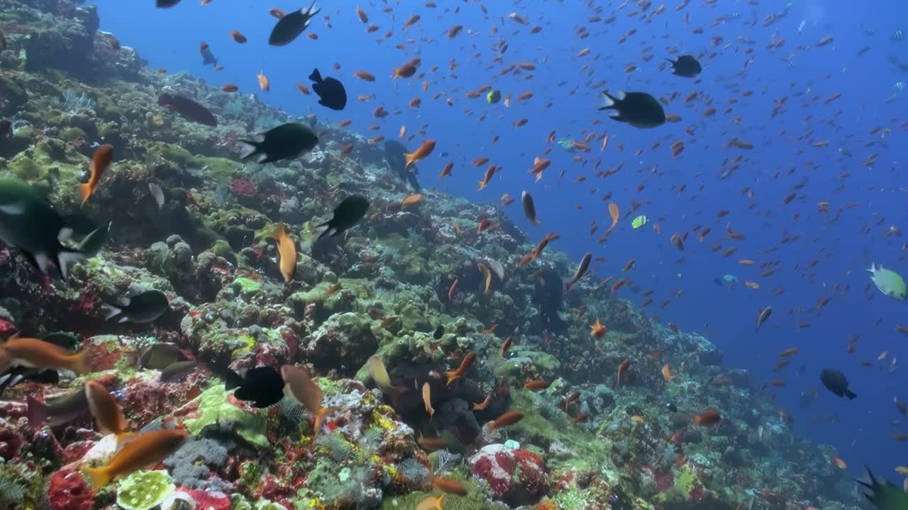 一大群鱼在海里游泳视频素材