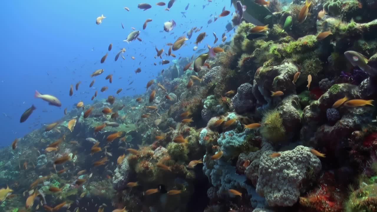 一群在海里游泳的鱼视频素材