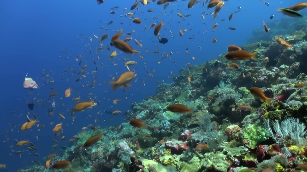 一群鱼在海里游泳视频素材