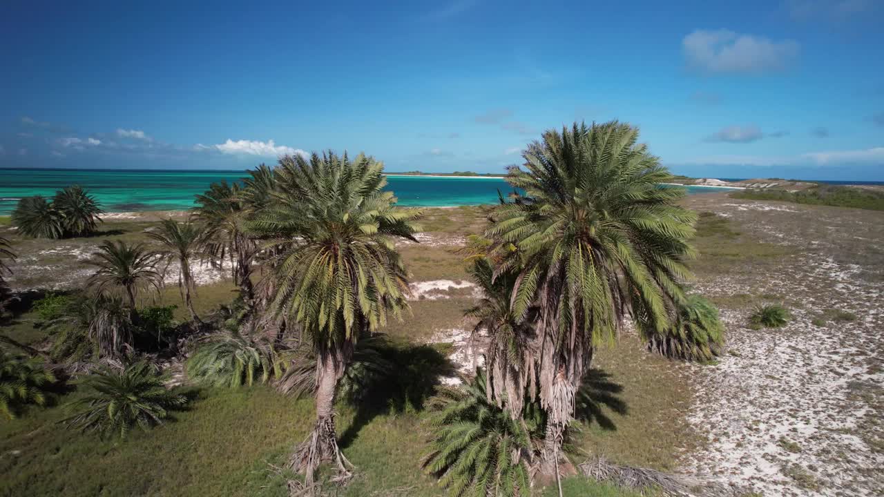 热带海滩，繁茂的棕榈树和清澈的蓝色海水在光天化日之下鸟瞰视频素材