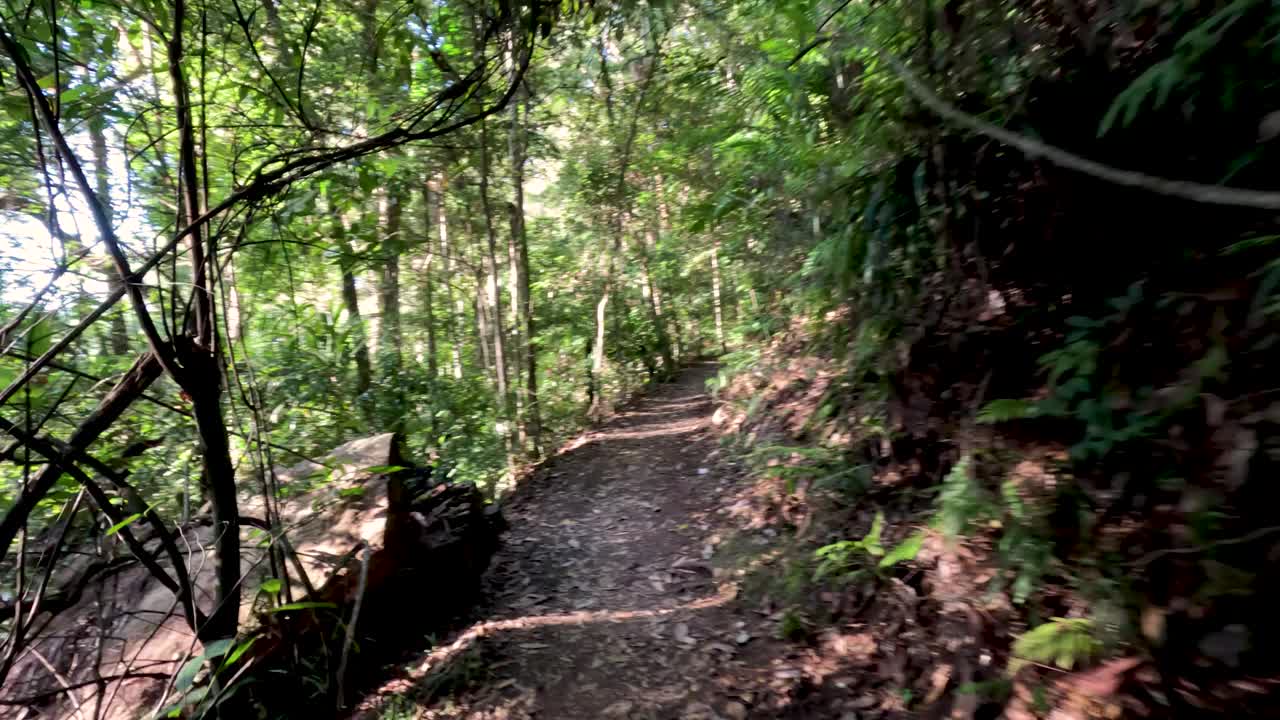 斯普林布鲁克的森林步道视频素材