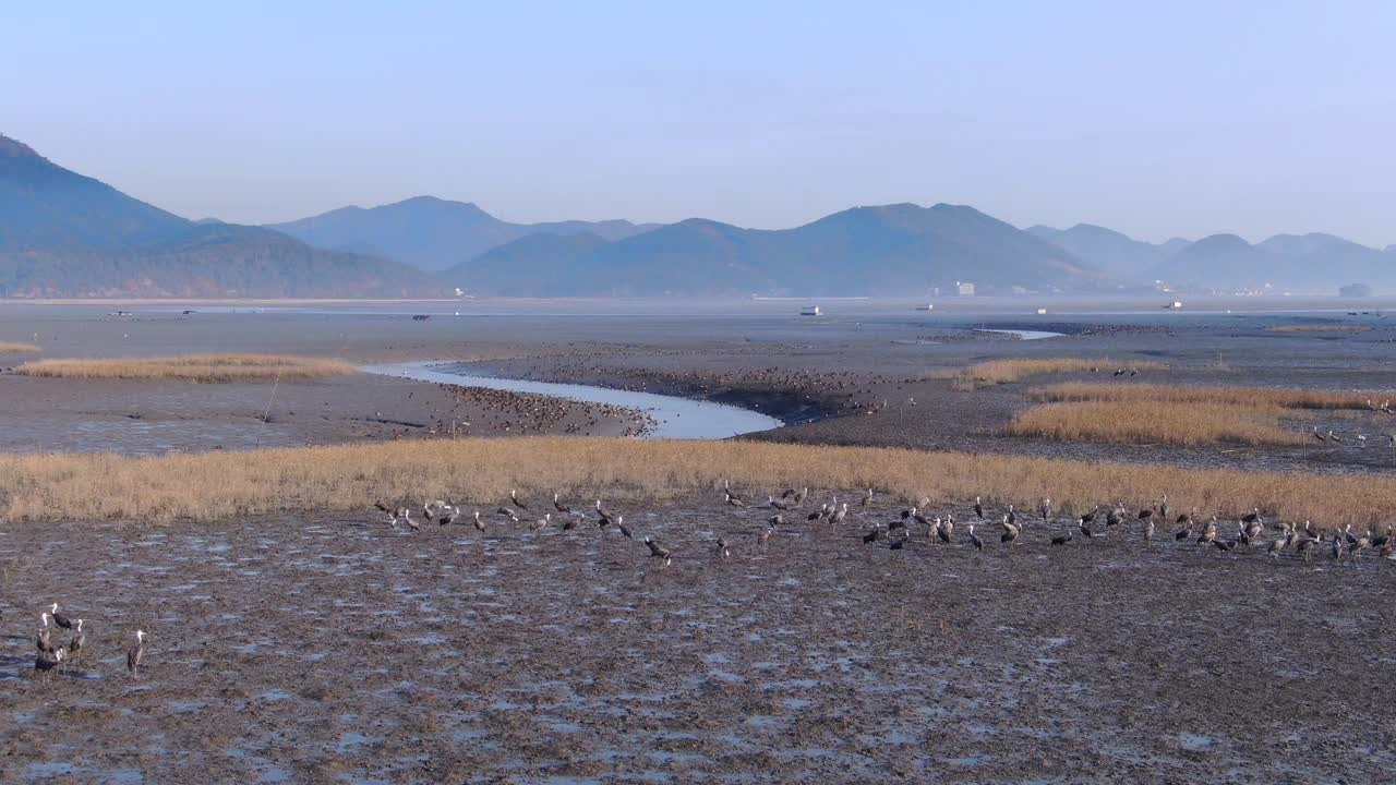 全南道、顺天市、顺天湾滩涂上的黑鹤和周围的自然风光视频素材