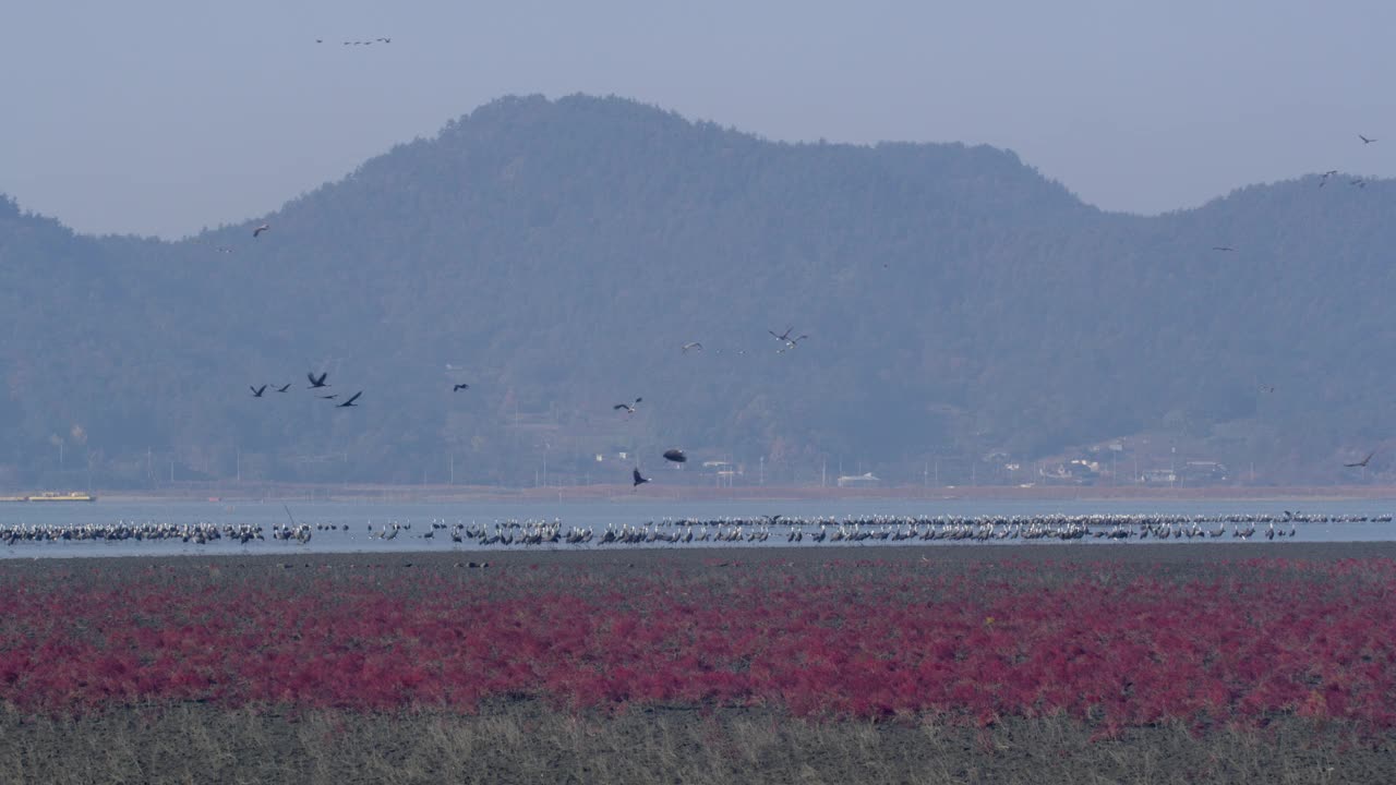 全罗南道，顺天市，Suaeda japonica殖民地和黑鹤在顺天湾/韩国视频素材