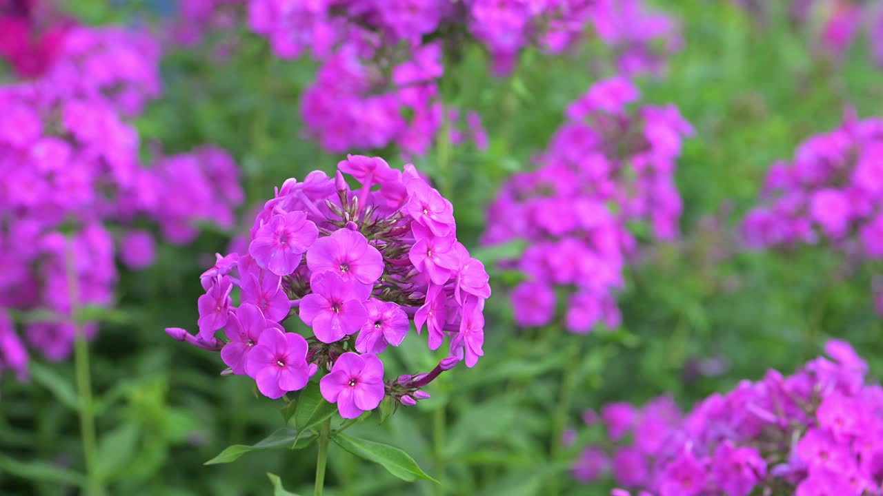 花园里有夹竹桃视频素材