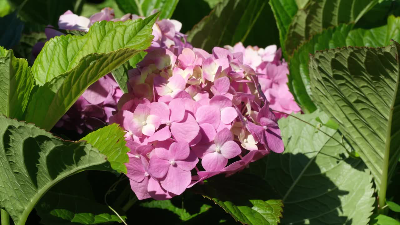 粉红色的绣球花在一个阳光明媚的日子里在花园里盛开视频素材