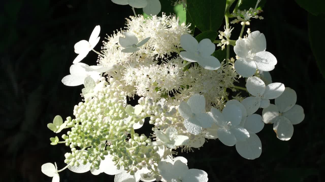 白色的绣球花在夏日的阳光下绽放视频素材