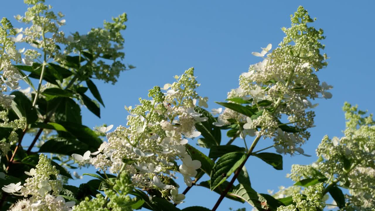 白色绣球花在夏日阳光下绽放视频素材