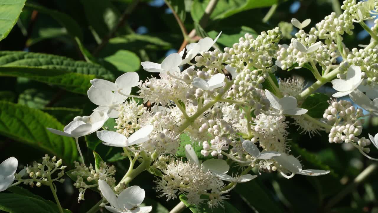 夏天，白色的花朵盛开在绿色的灌木上视频素材