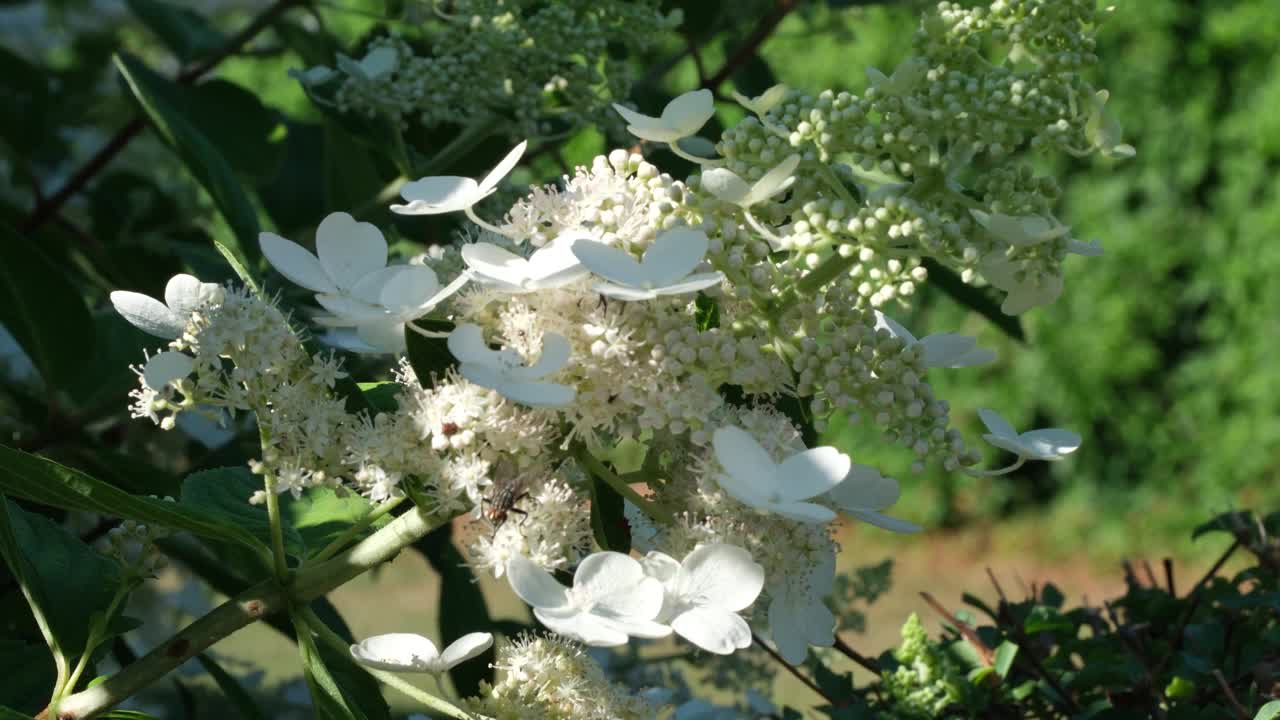 白色的绣球花在夏日的阳光下绽放视频素材