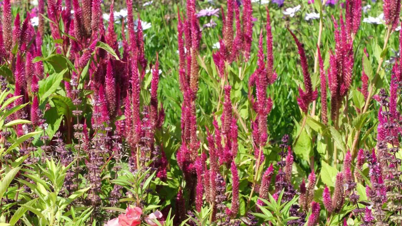 夏日花园中粉色的西芹花视频素材