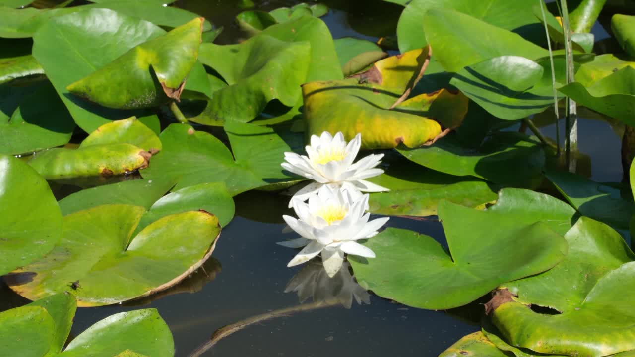 两个白色的睡莲在一个阳光明媚的日子里在池塘里盛开视频素材