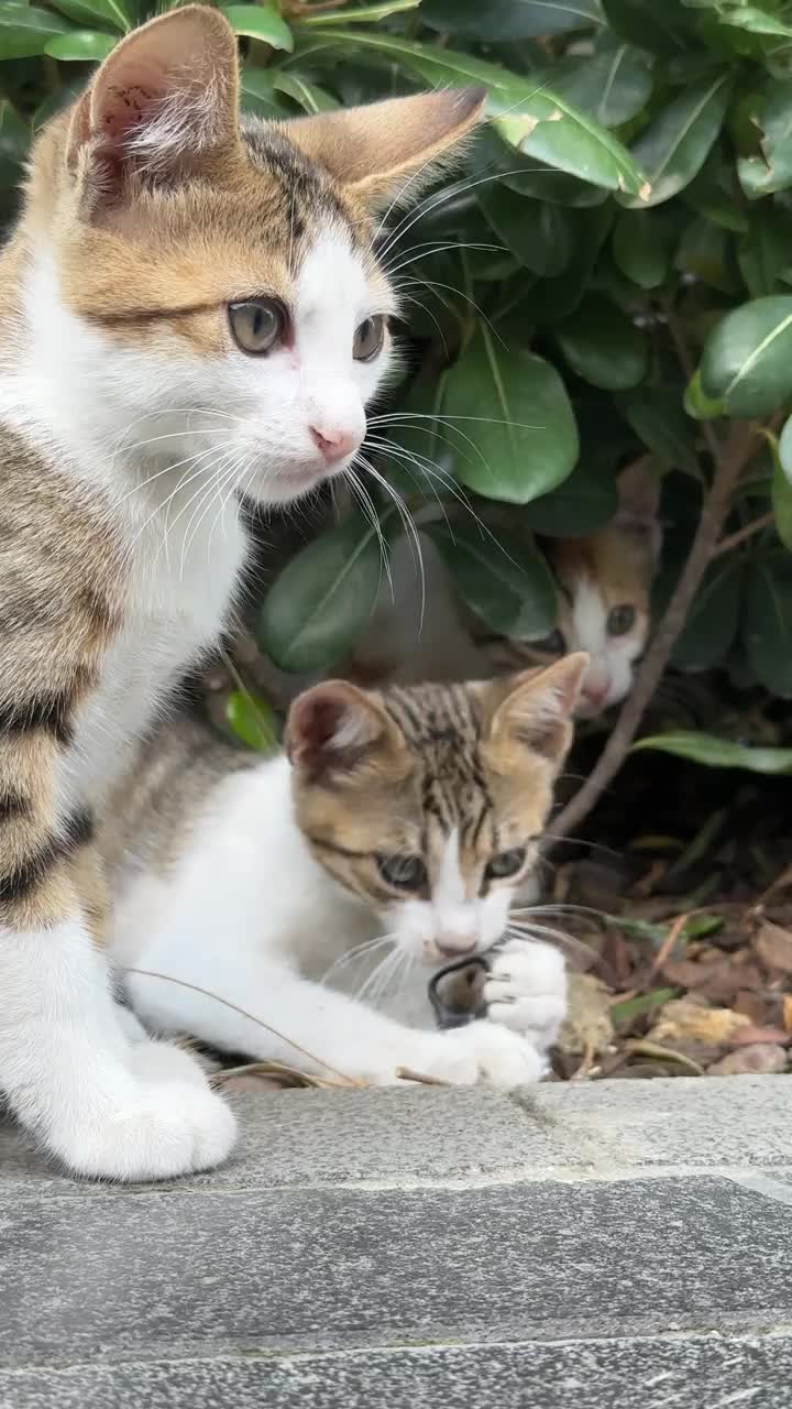 在伊斯坦布尔街头玩耍的流浪猫宝宝视频素材