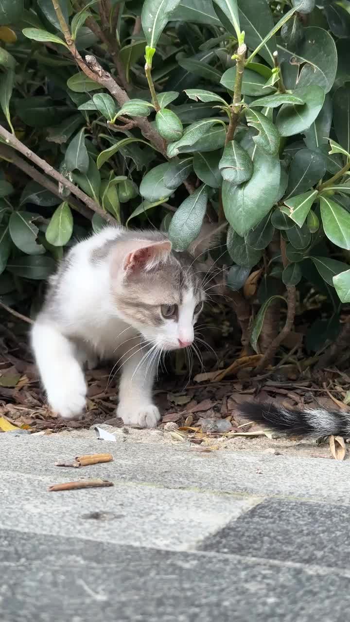 在伊斯坦布尔街头玩耍的流浪猫宝宝视频下载