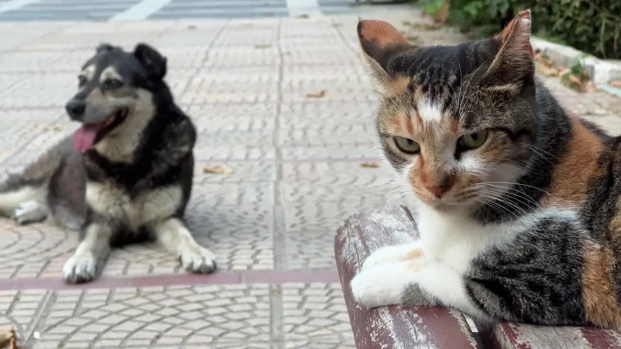 伊斯坦布尔的流浪猫坐在长椅上，旁边是一只流浪狗视频素材