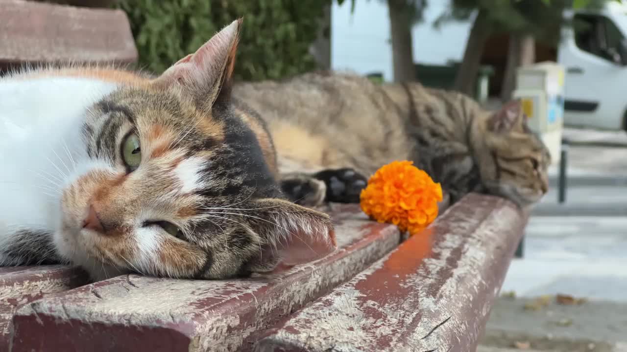 流浪猫在橙色的花旁休息视频素材