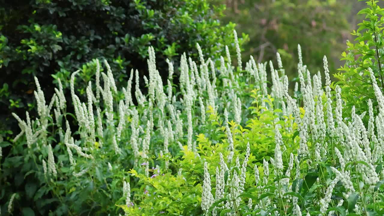 考艾的花园视频素材