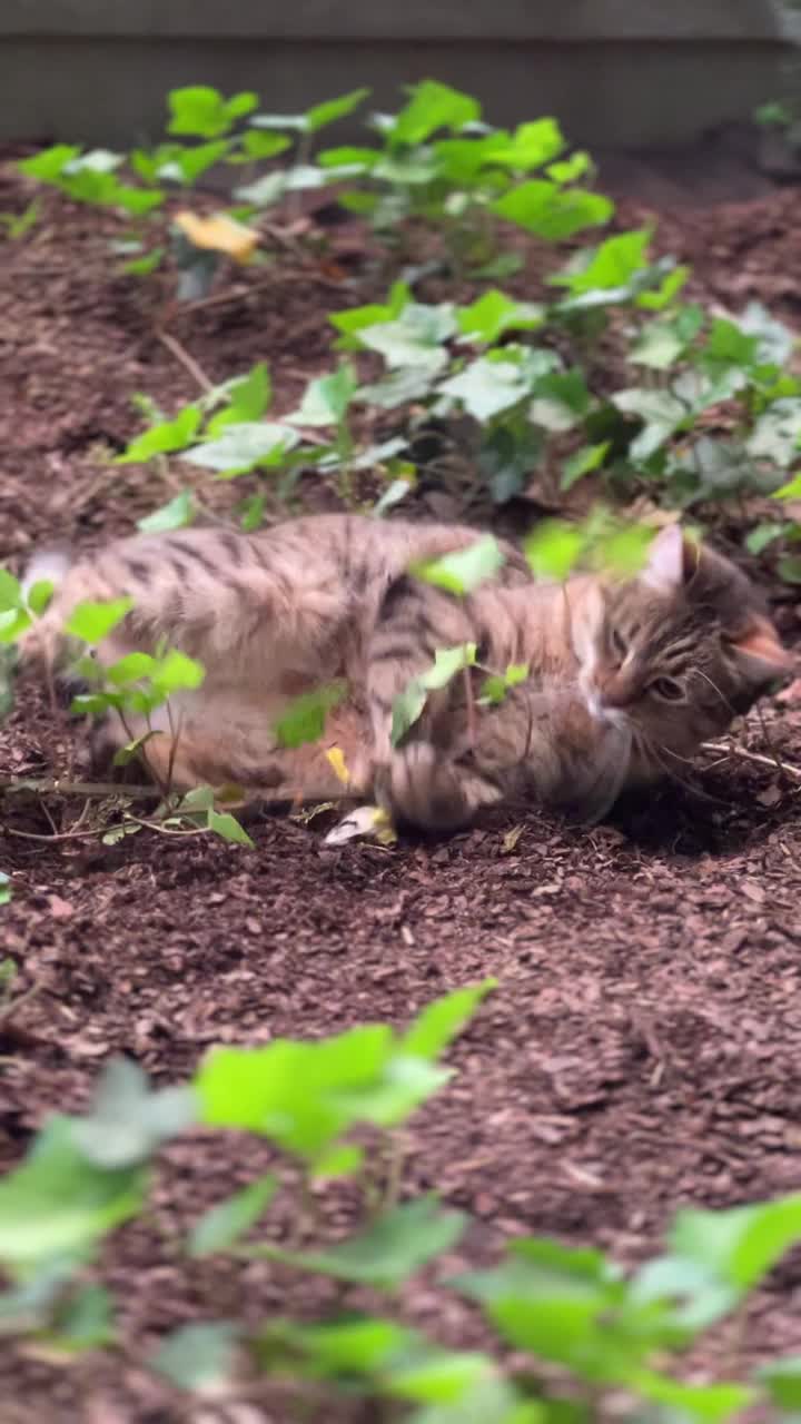 一只虎斑家猫在长满常春藤的地上玩耍。虎斑猫玩耍的垂直视频视频下载