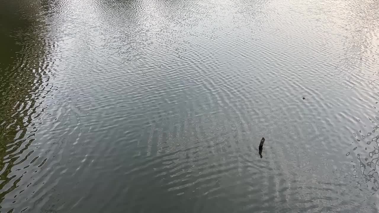 水面视频素材