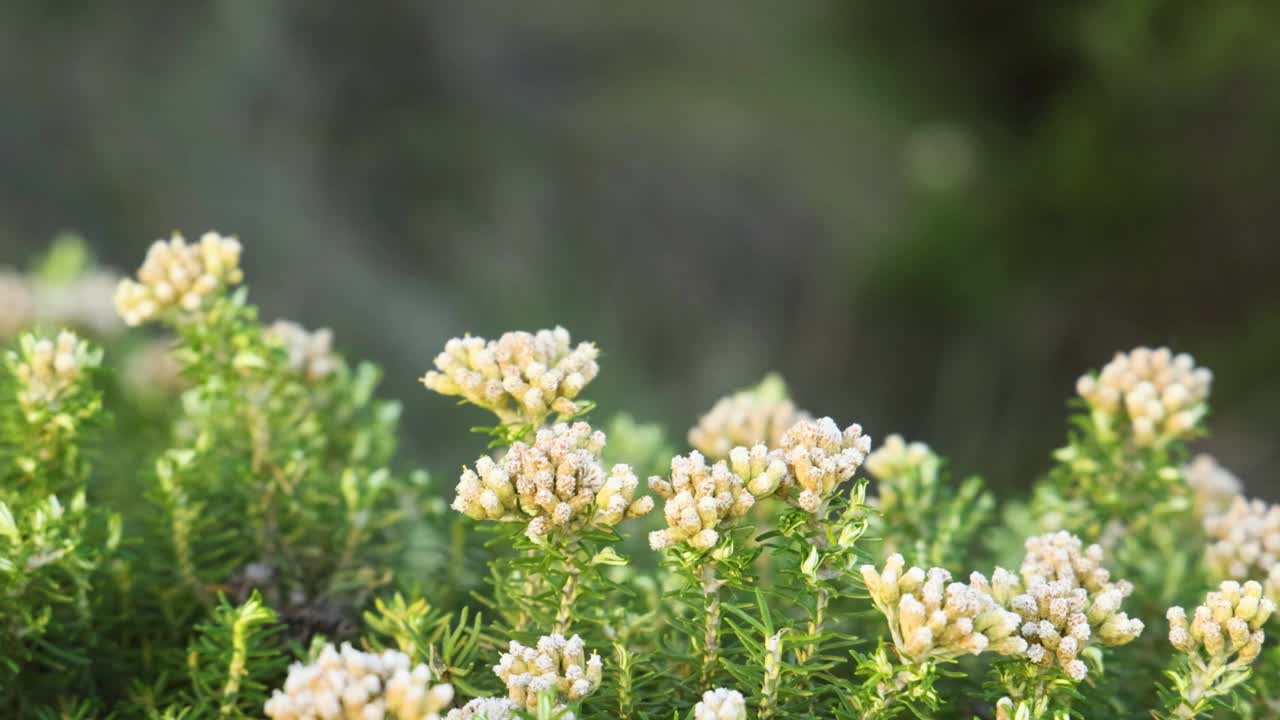 开花的水藻视频素材