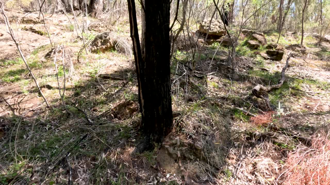 库纳巴拉兰的森林景观视频素材