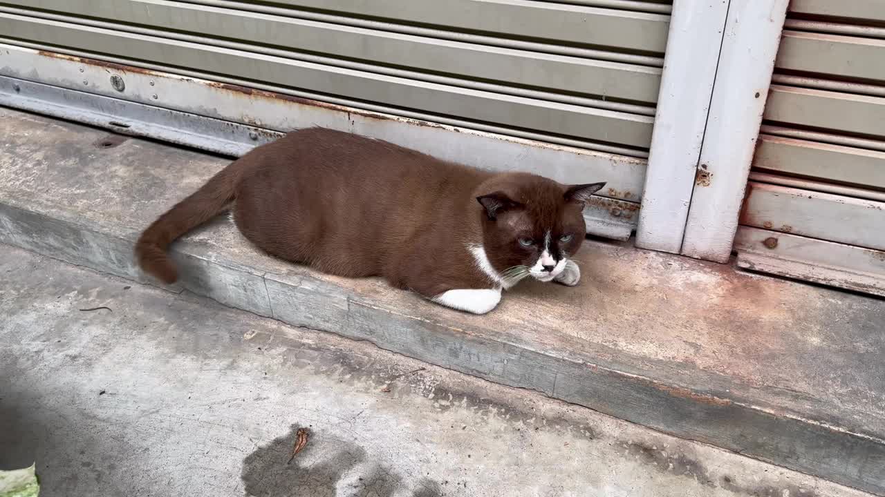 一只胖胖的棕色猫正躺着看着周围的环境，心情很好。视频素材