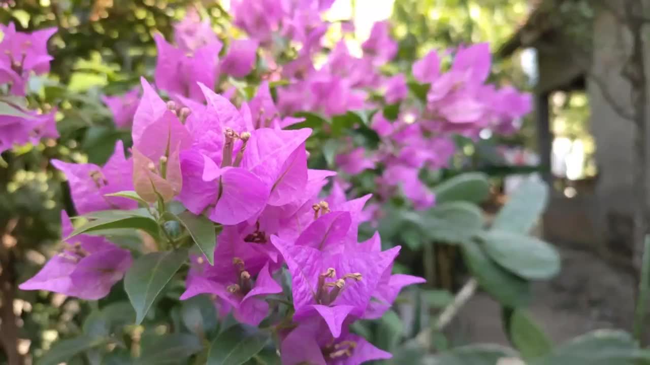 九重葛属花卉植物视频素材