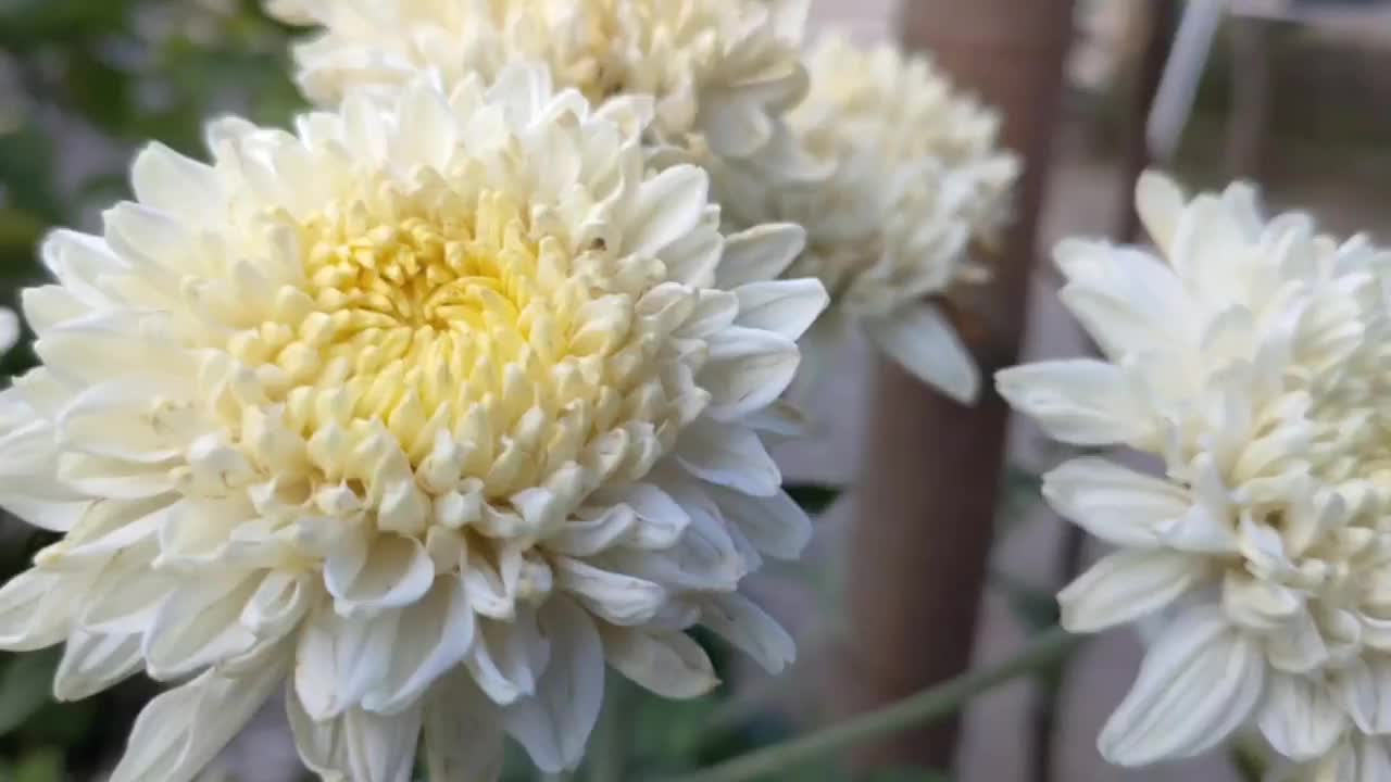 菊花的植物视频素材