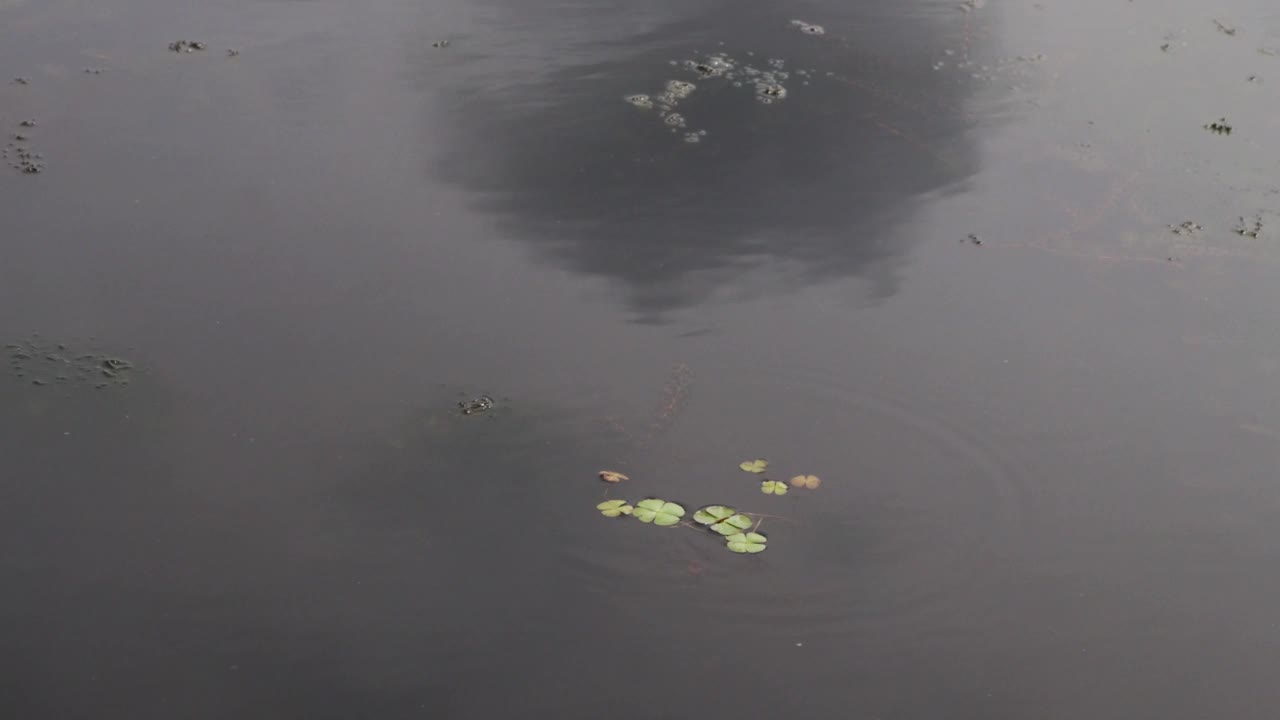 一条小鲦鱼在浑浊的池塘里游泳视频素材