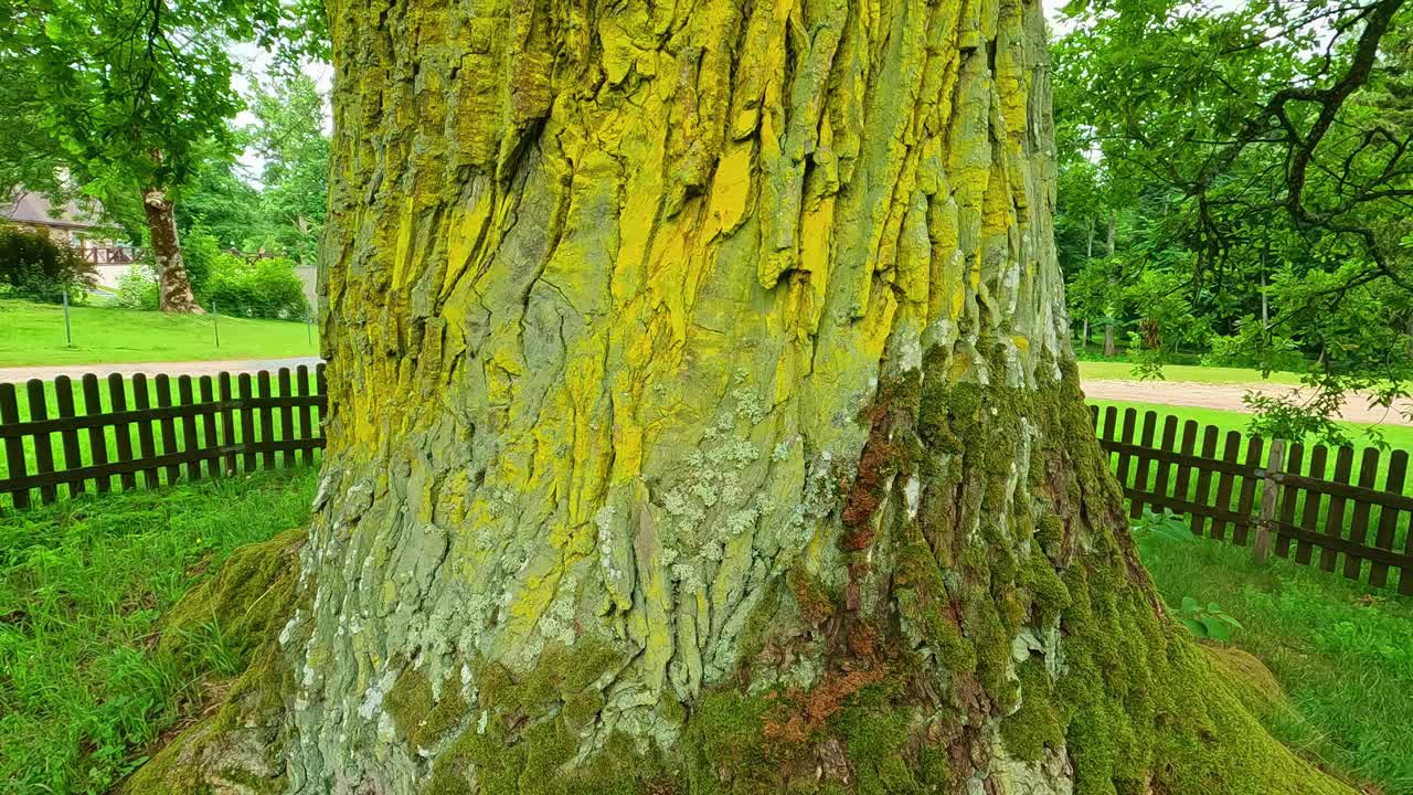 慢动作锅在树皮上生长的树木在公园里，在自然的户外生物多样性的环境中，多叶的木枝树冠被尖桩围栏包围视频素材