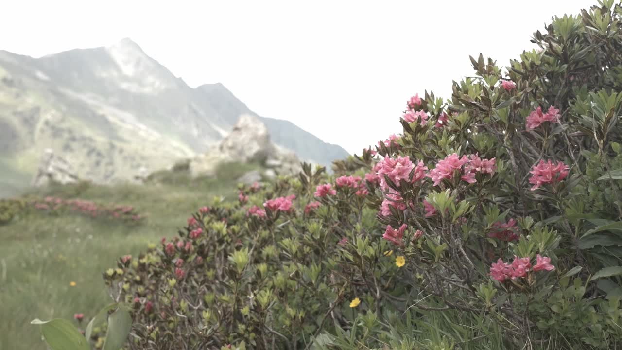 杜鹃花开在山上视频下载