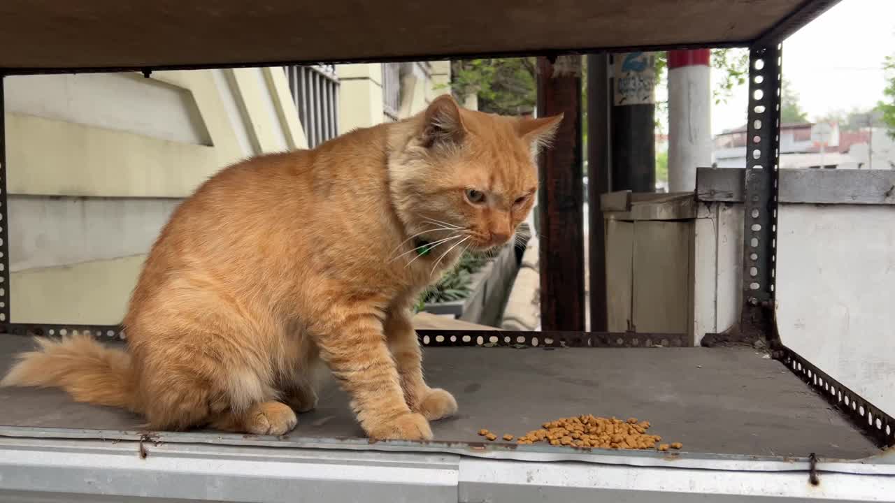 橙色的猫在吃猫食视频下载